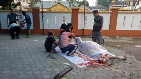 PTA Jambi Laksanakan Penyembelihan Qurban Dua Ekor Sapi