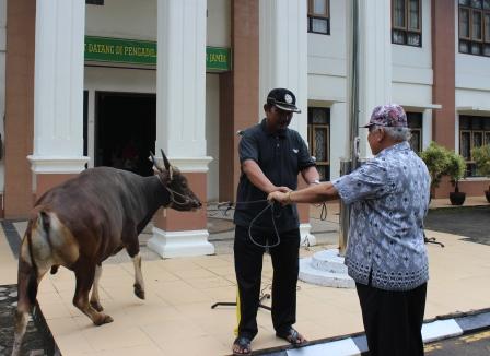PTA Jambi Laksanakan Penyembelihan Qurban (14/09)