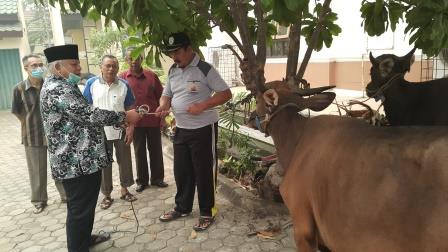 Insya Allah, Tahun Ini PTA Jambi Akan Sembelih Empat Ekor Sapi Untuk Qurban (26/08)